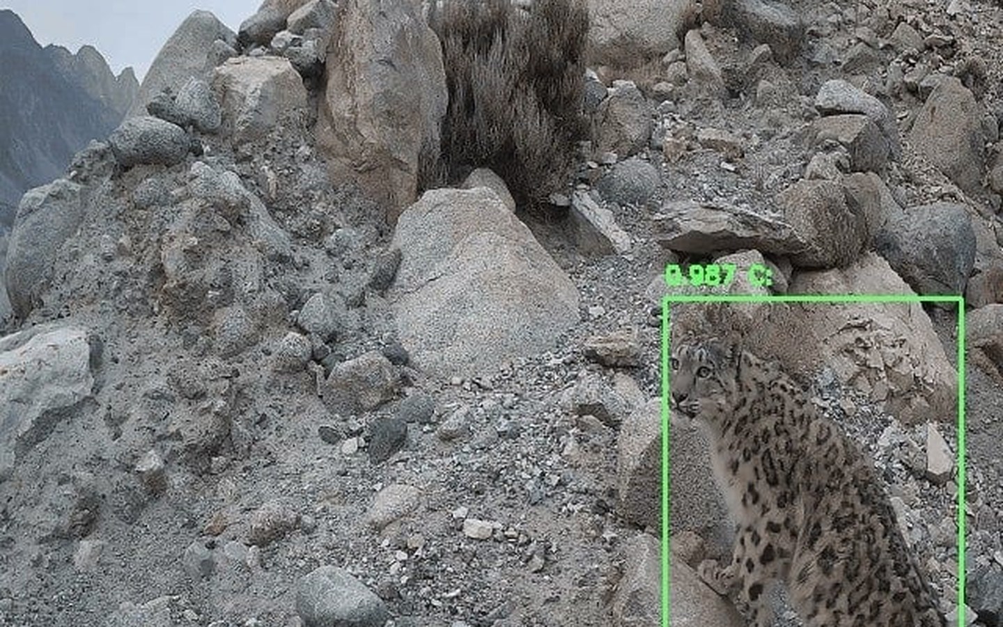 Article image for Powering coexistence: how Raspberry Pi technology is helping WWF protect wildlife and communities in Pakistan