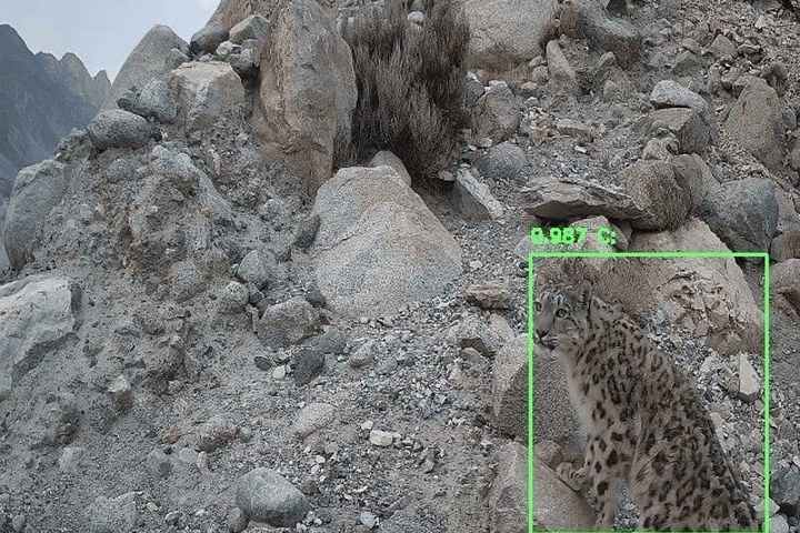 Article image for Powering coexistence: how Raspberry Pi technology is helping WWF protect wildlife and communities in Pakistan
